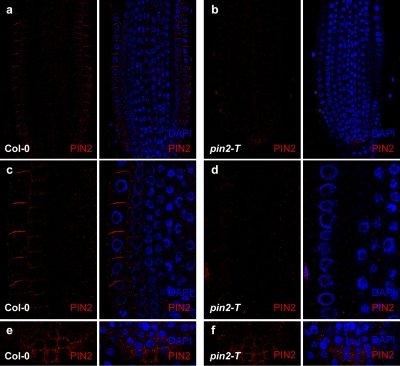immunolocalization using anti-PIN2 antibody
